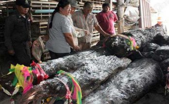 แห่ส่องเลขเด็ดตะเคียนเรียง3ต้น