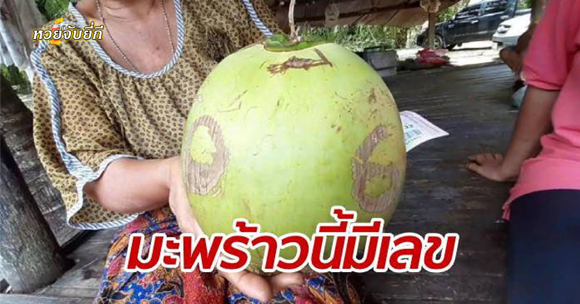 สอยมะพร้าว-หวังดื่มเห็นเด่นชัด